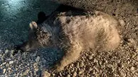 مرگ خرس قهوه‌ای بر اثر تصادف با یک وانت در استان فارس 