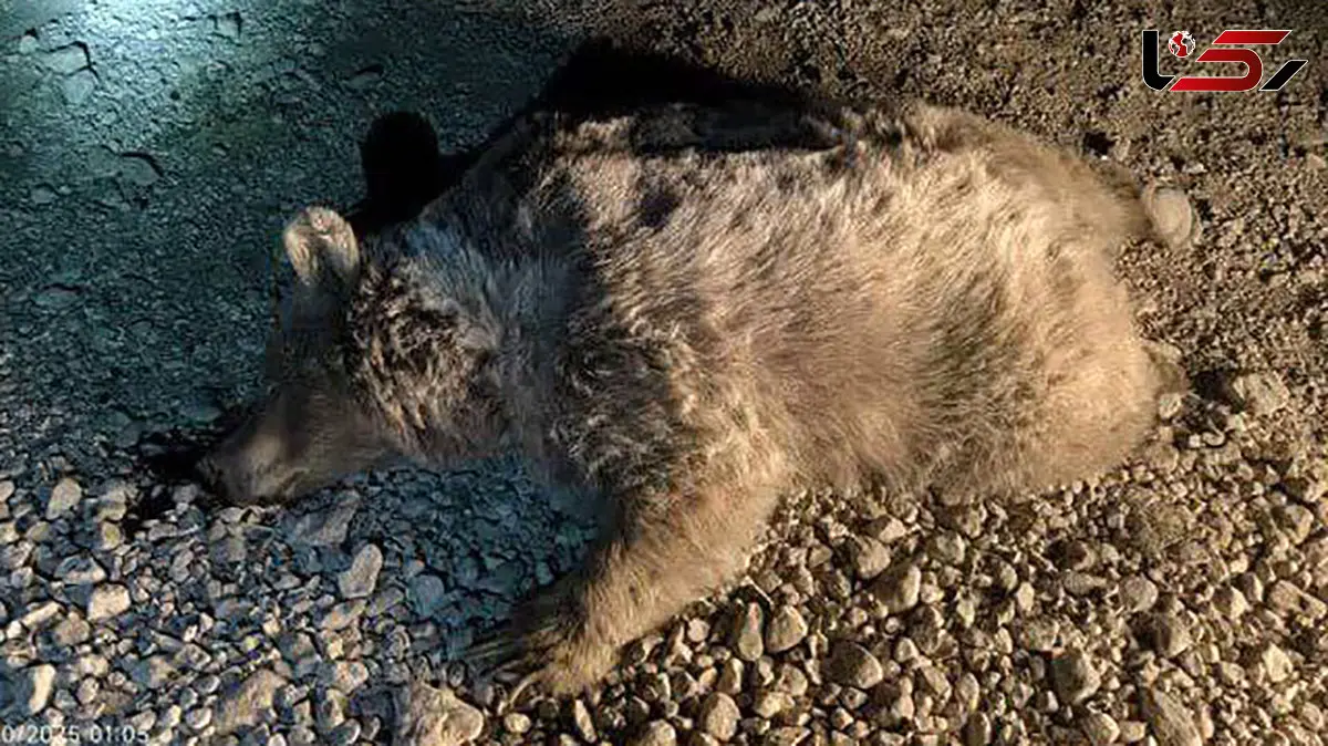 مرگ خرس قهوهای بر اثر تصادف با یک وانت در استان فارس
