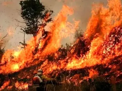 آواز محلی؛ داغ آتش جنگل های الیت وقتی قشنگ مازرون حال نخاره