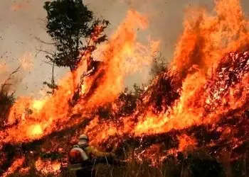 آواز محلی؛ داغ آتش جنگل های الیت وقتی قشنگ مازرون حال نخاره