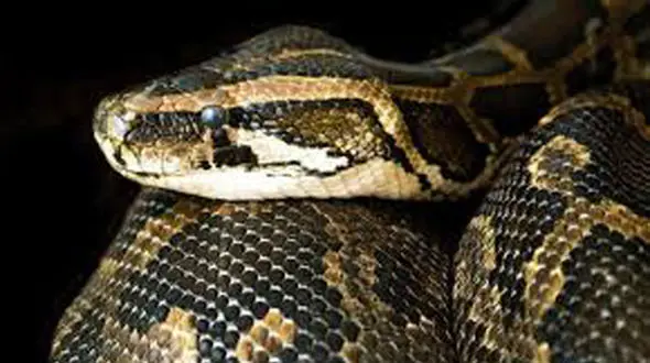  مار 2 متری روی سینه مرد در اتاق خوابش لم داده بود!