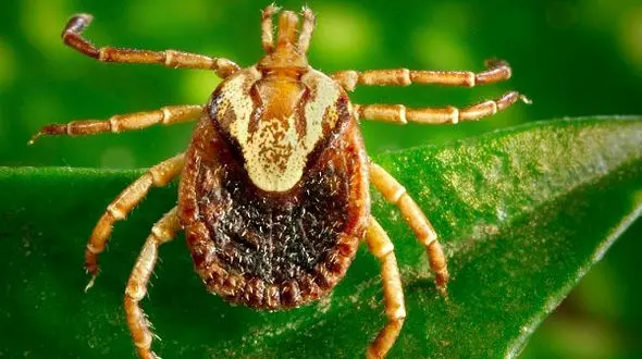 بزاق دهان کنه جان انسان ها را نجات می دهد!