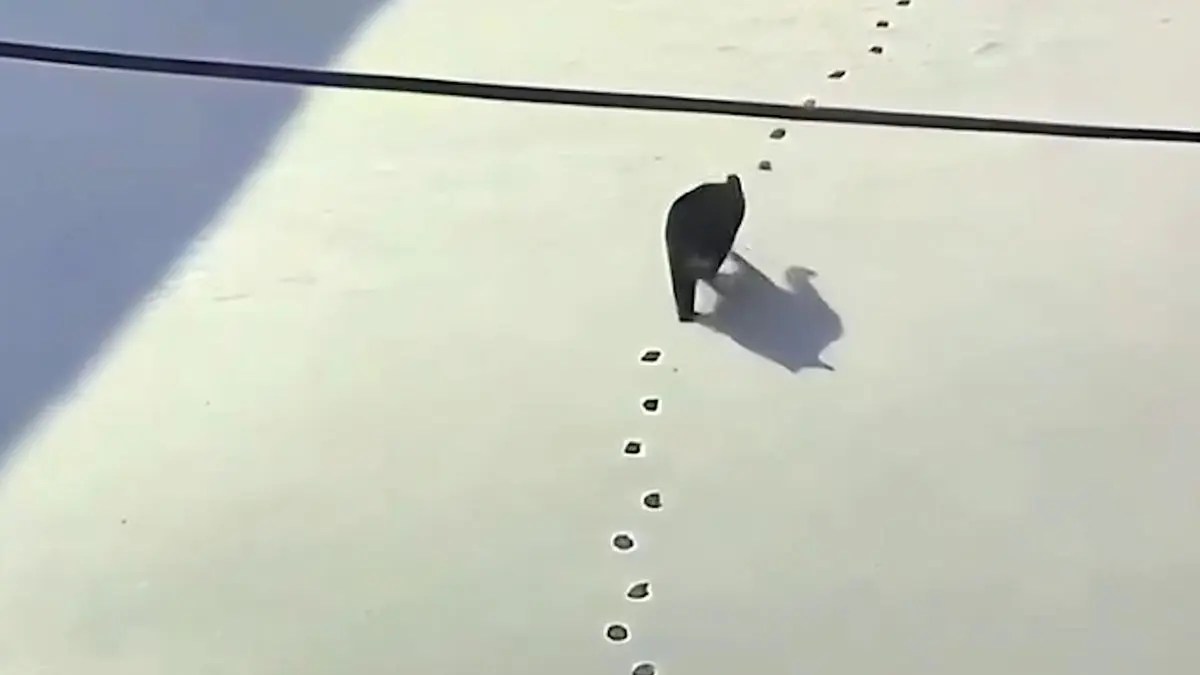 فیلم ثبت رفتار جالب یک گربه توسط دوربین مداربسته