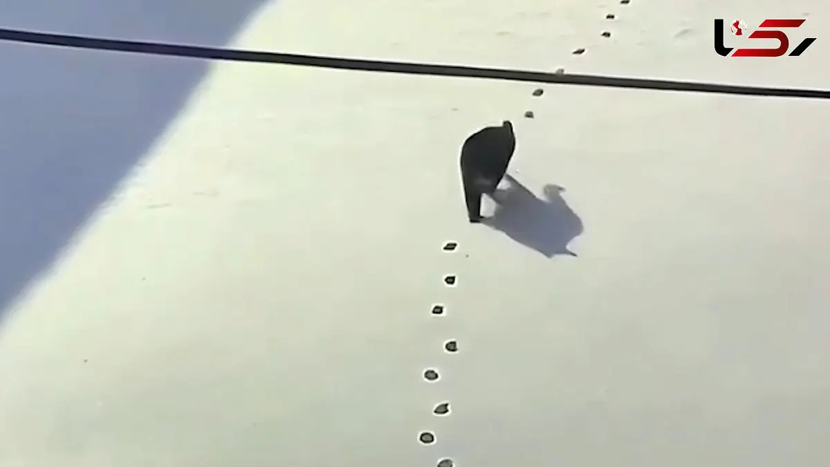 فیلم ثبت رفتار جالب یک گربه توسط دوربین مداربسته