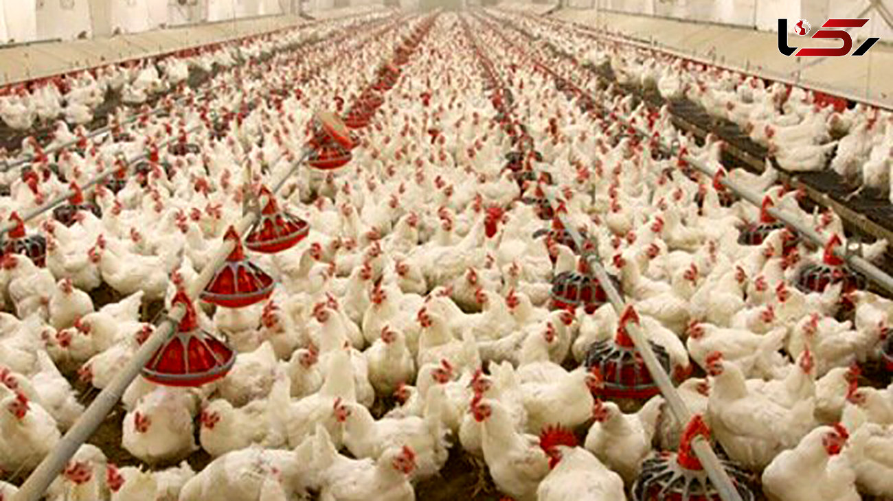 کشف مرغ زنده قاچاق در تویسرکان