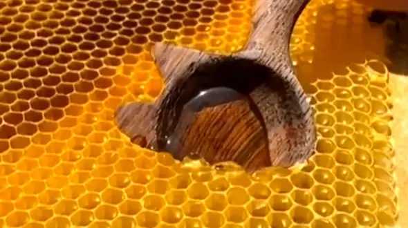لحظه جدا کردن عسل از موم / فیلم