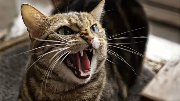 یک گربه، برق تهران را قطع کرد! 