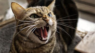 واکنش عجیب گربه بی اعصاب نسبت به دامپزشک + فیلم 