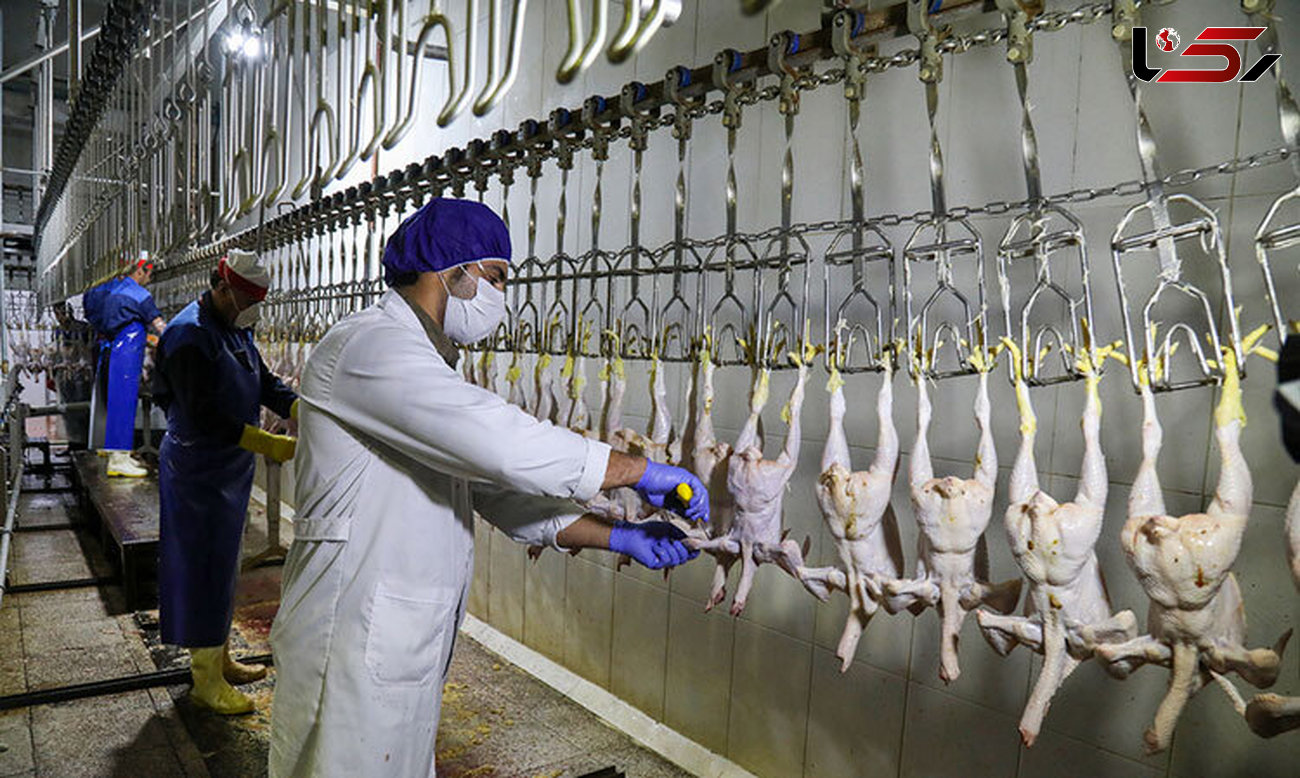 کشتار بیش از 9 میلیون قطعه مرغ گوشتی از ابتدای سال جاری تاکنون