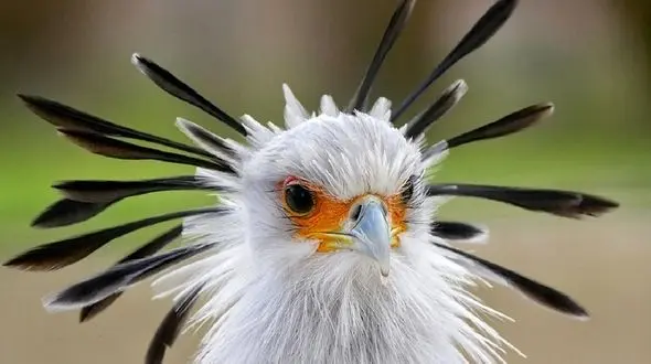 قاتل مارها را بشناسید/ فیلم حمله مرغ منشی به مار 