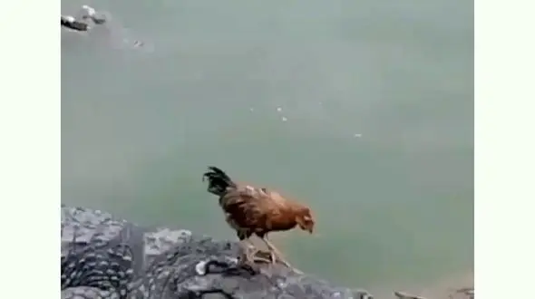 غافلگیری مرغ بیچاره توسط تمساح | فیلم