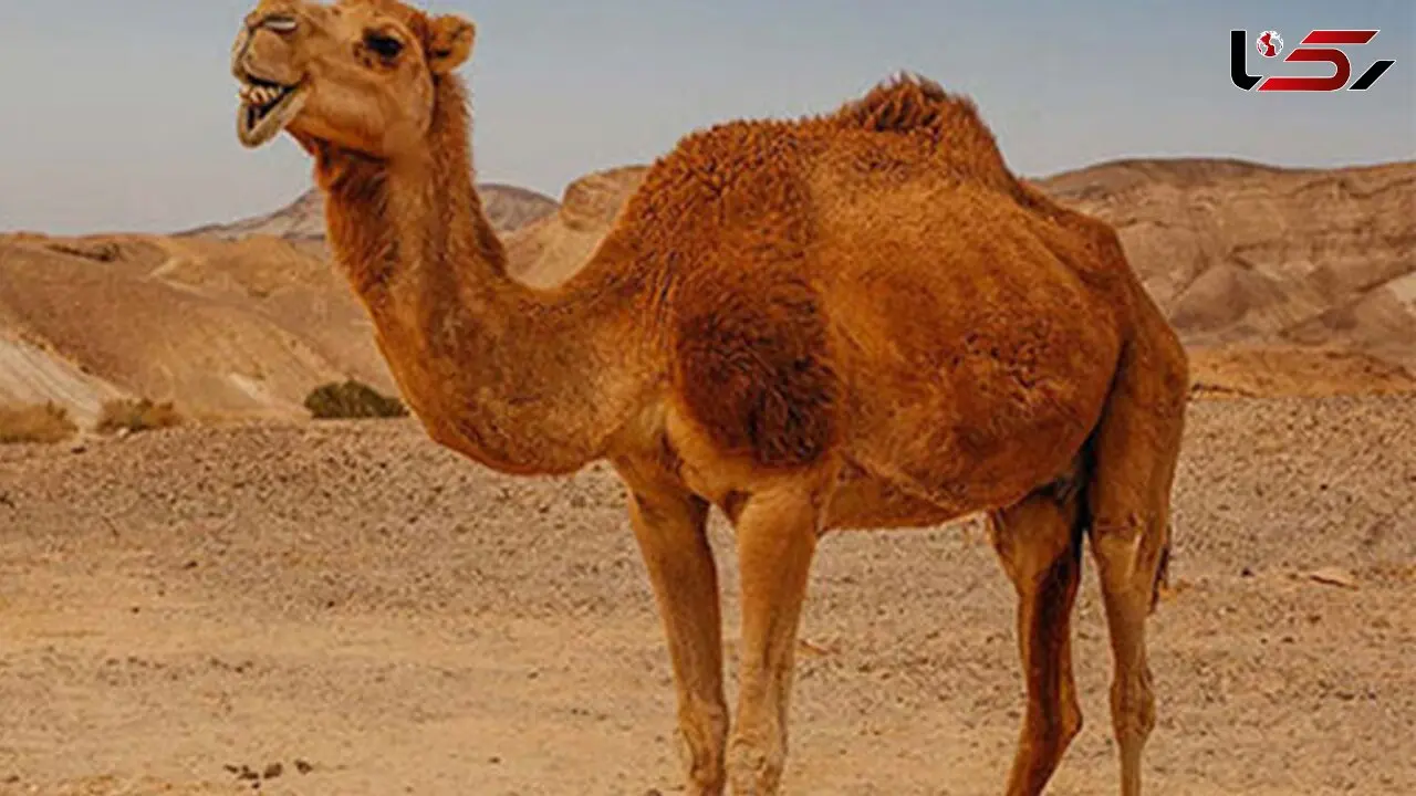 ترفند سرقت برای نجات 2 شتر + فیلم 