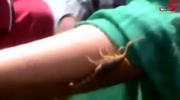فیلم بازی اهالی یک روستا با عقرب های وحشی ! 