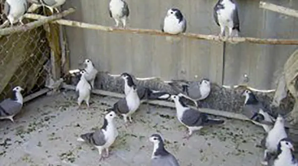 داستانک "عشق"