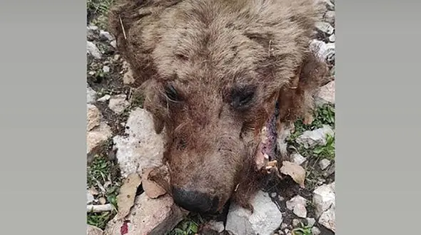 عکس دردناک از شکار  و آتش زدن خرس قهوه ای در چرام  