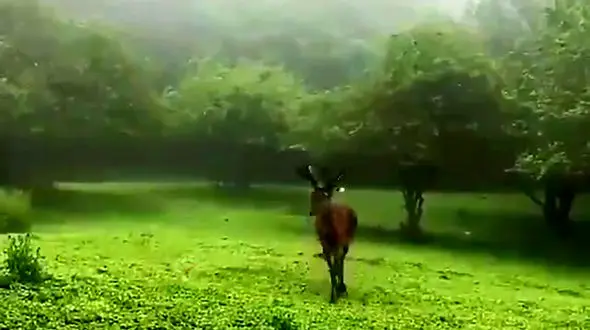 گشت و گذار در جنگل‌های ارسباران+ فیلم