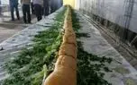 ثبت بزرگترین ساندویچ ماهی ایران در اهواز