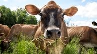  کمتر گوشت بخورید خاک کشور در خطر است