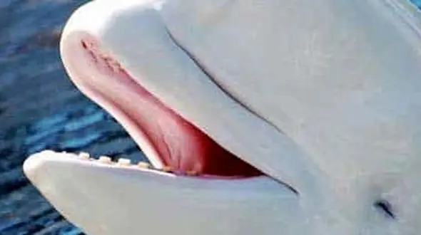 از کمک نهنگ سفید به بازدید کنندگان تا شکار کوسه توسط عقاب