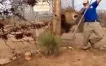 شیر، نگهبان باغ وحش را غافلگیر کرد / این اتفاق در برابر نگاههای تماشاچیان رخ داد+فیلم و عکس