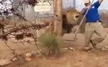 شیر، نگهبان باغ وحش را غافلگیر کرد / این اتفاق در برابر نگاههای تماشاچیان رخ داد+فیلم و عکس