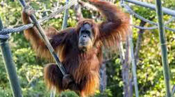 ببینید / حمله وحشتناک اورانگوتان خشمگینِ زندانی در باغ وحش به یک انسان