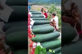 برداشت خربزه‌ ای که فکر می‌ کنید خیار است! / فیلم
