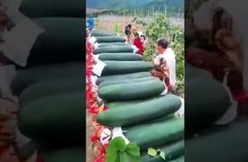 برداشت خربزه‌ ای که فکر می‌ کنید خیار است! / فیلم
