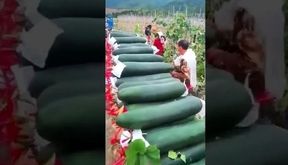 برداشت خربزه‌ ای که فکر می‌ کنید خیار است! / فیلم