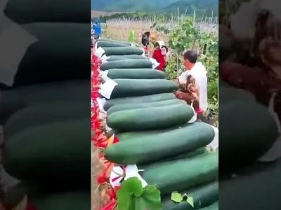 برداشت خربزه‌ ای که فکر می‌ کنید خیار است! / فیلم