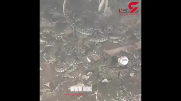 حمله وحشتناک مارها به خانه یک مرد + فیلم