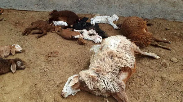  تلفات دامی و آبزیان حاشیه رودخانه سندگان فلارد لردگان