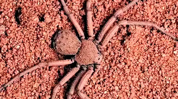 از غاز و بز در یک جنگ پرهیجان تا عنکبوت که در انتظار طعمه است