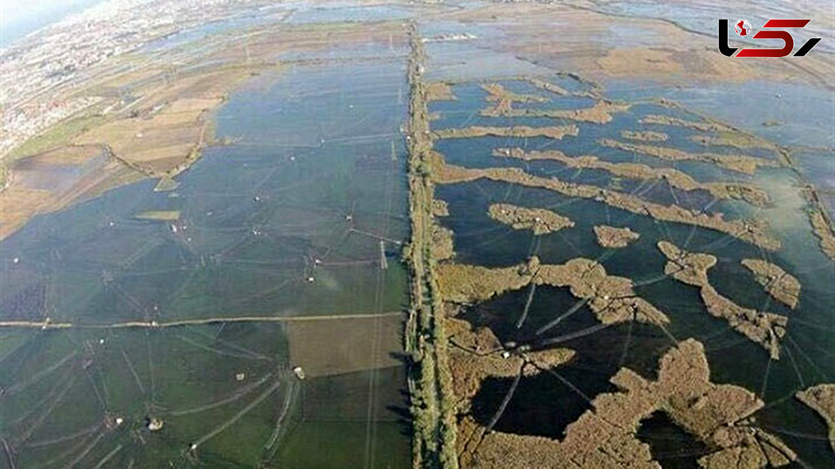  پرونده برخورد با نسل‌کشی پرندگان مهاجر در دادستانی کل کشور باز شد 