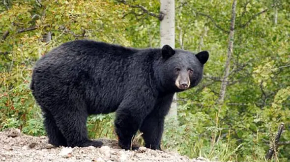 خرس معروف در شیراز چگونه کشته شد؟ / کالبدشکافی رازش را فاش کرد