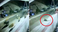 لحظه حمله پلنگ به گله گاو در مقابل پاسگاه پلیس! + فیلم / هند