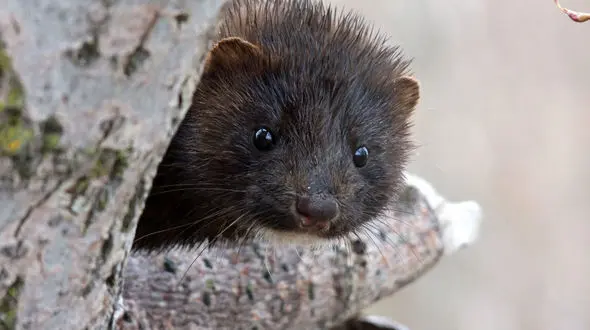 

دانمارک، ۱۷میلیون راسو‌ را از بین می‌برد

