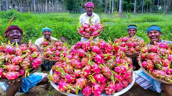 طرز تهیه مربای دراگون فروت به سبک سنتی روستایی در هند / فیلم