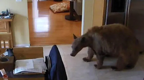 وحشت این خرس از 2 توله سگ را ببینید + فیلم