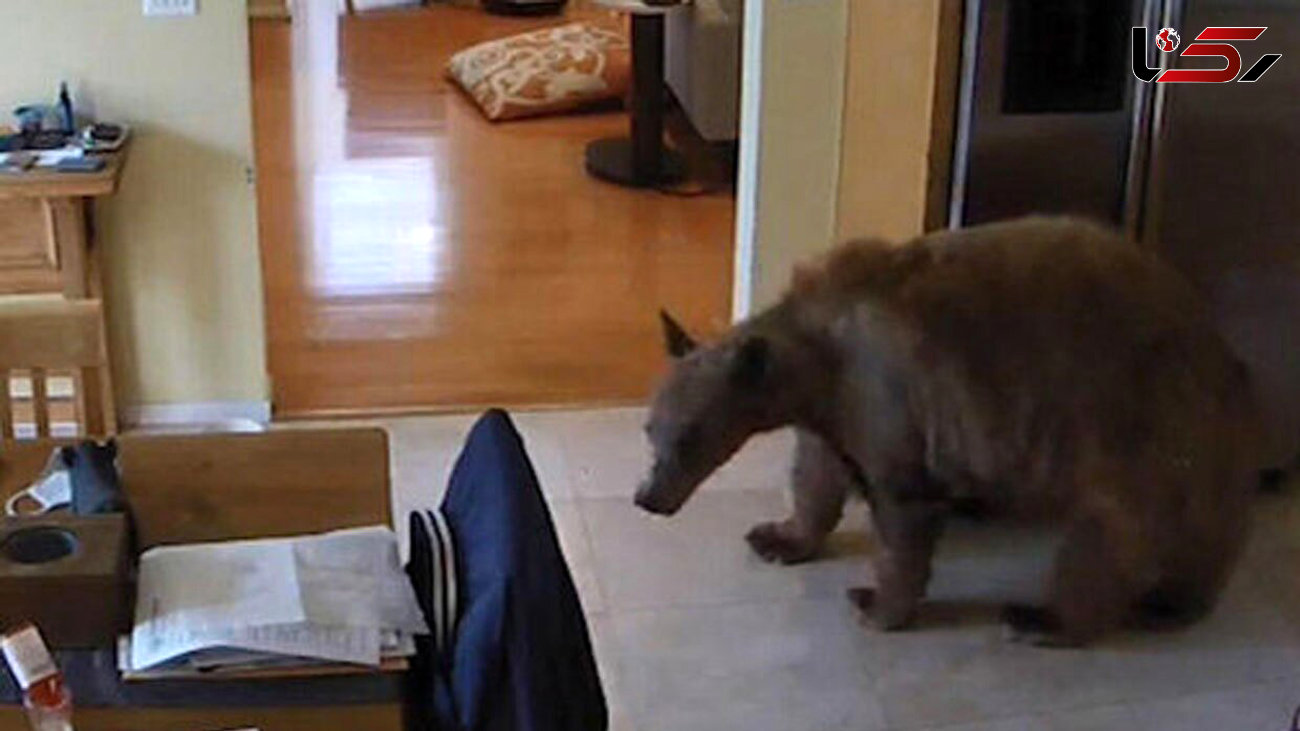 وحشت این خرس از 2 توله سگ را ببینید + فیلم