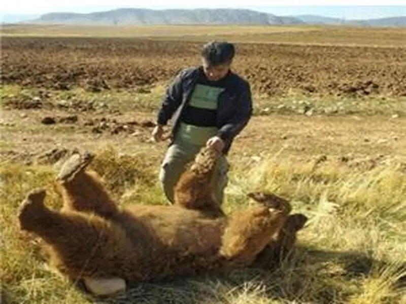 خرس قهوه ای