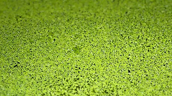 کوچکترین میوه جهان کشف شد/ این میوه هم سایز مورچه است!