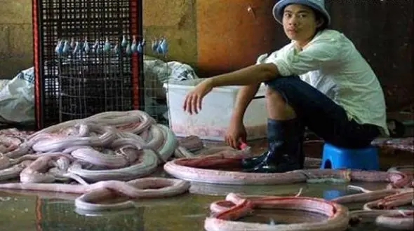 زنده زنده پوست کندن مار در ویتنام + فیلم