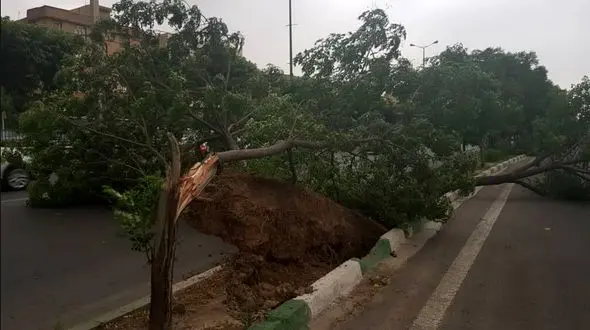 سقوط درختان جاده کردکوی  گرگان را مسدود کرد