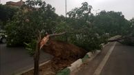 سقوط درختان جاده کردکوی  گرگان را مسدود کرد