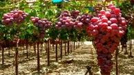 پیش بینی برداشت 3800 تن محصول از تاکستان های لرستان / تولید انگور صادراتی جدید بنام رشه 