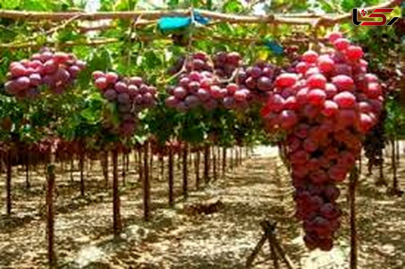 پیش بینی برداشت 3800 تن محصول از تاکستان های لرستان / تولید انگور صادراتی جدید بنام رشه 