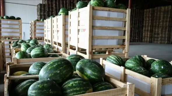 لجاجت عجیب در تولیدِ همه‌چیز!/ وقتی خشکسالی رکورد می‌شکند اما دولت گوجه، هندوانه و سیب زمینی صادر می‌کند!