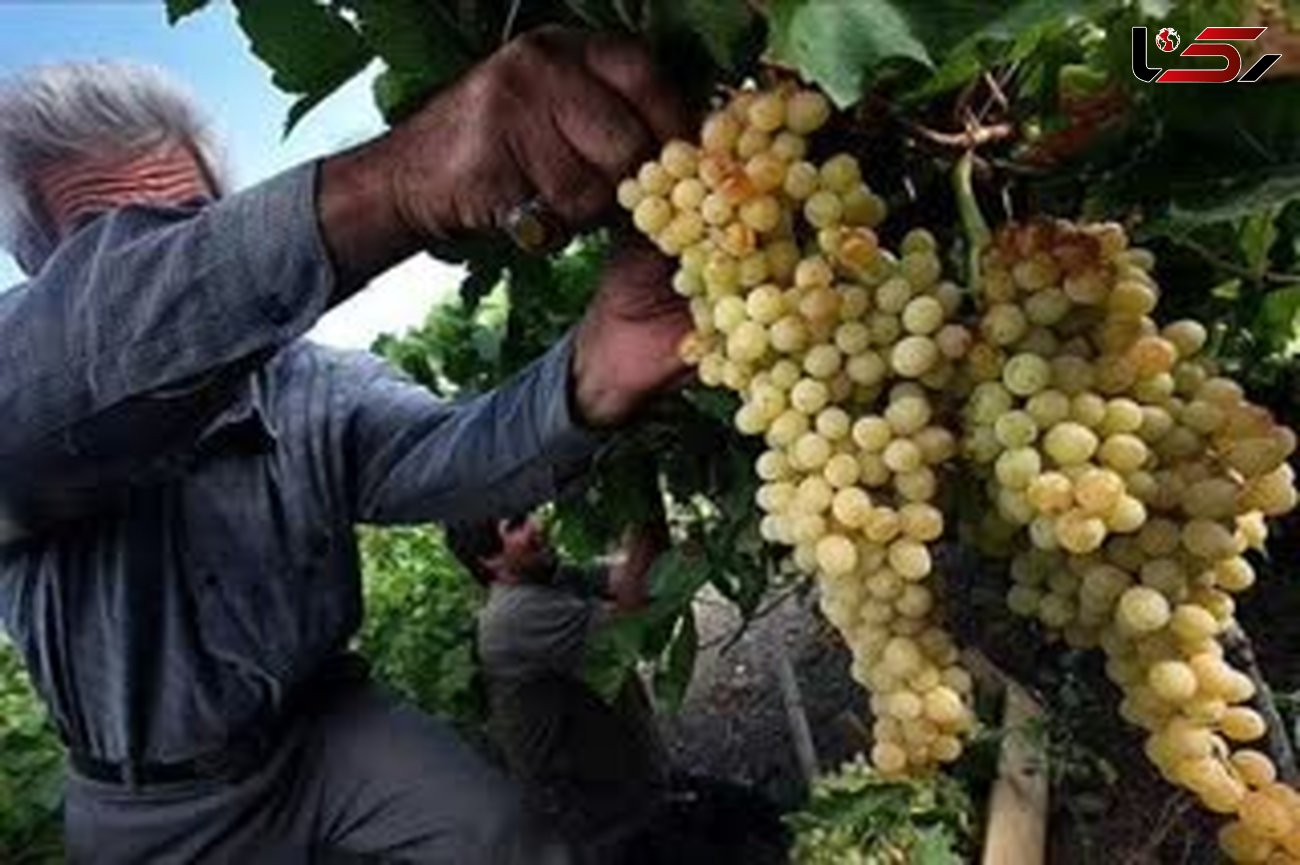 برداشت ۲۱ هزار تن انگور از مزارع استان قم