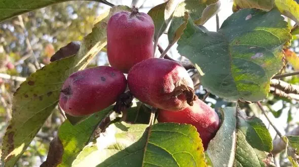 درخت دل زنده 2 بار در سال میوه می دهد!